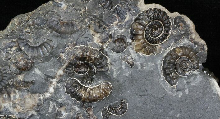 Marston Magna Ammonite Cluster #30762